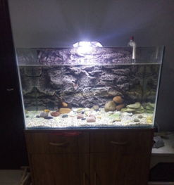 閑置魚缸及全套寵物配件轉(zhuǎn)讓，適合新手養(yǎng)魚愛好者