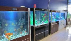 專業(yè)魚缸清洗、護(hù)理與水族用品配送 打造健康水族環(huán)境的全方位服務(wù)