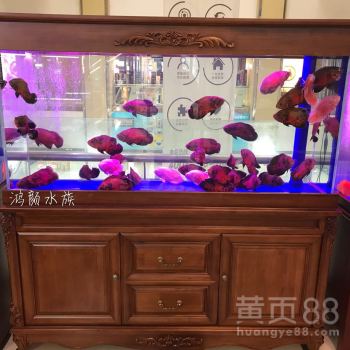 無錫墻上水族箱定制魚缸 打造個(gè)性化寵物配件的藝術(shù)
