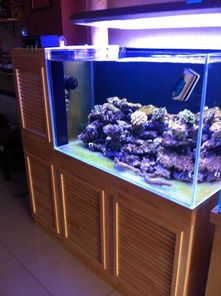 某海水魚館經(jīng)典空間改造 超白魚缸與定制底柜的藝術(shù)融合