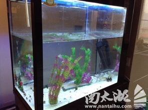 全新與閑置 魚缸與孕產期母嬰用品的巧妙搭配指南